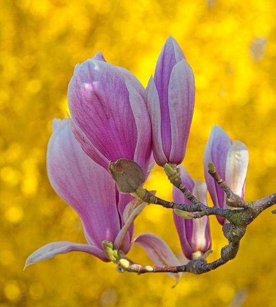 Frühlingsblüher Magnolie & Forsythie