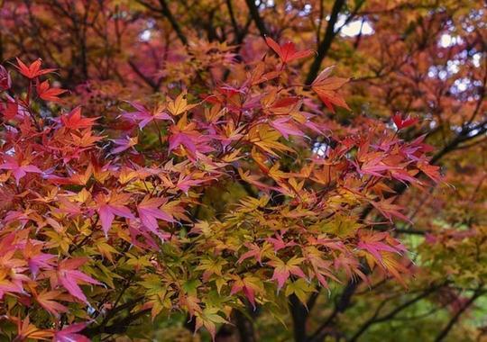 Japanischer Fächerahorn Herbstfärbung