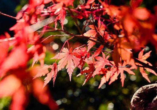 Zimtahorn Herbstfärbung