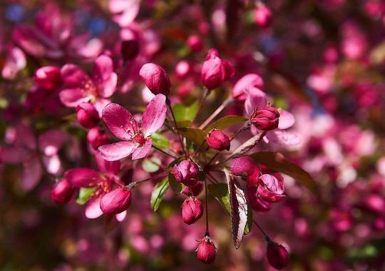 Zierapfel Royalty mit purpurfarbenen Blüten