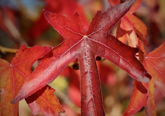 Amberbaum Herbstfärbung