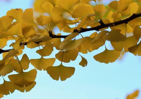 Säulen-Fächerblattbaum (Gingko) mit Herbstfärbung
