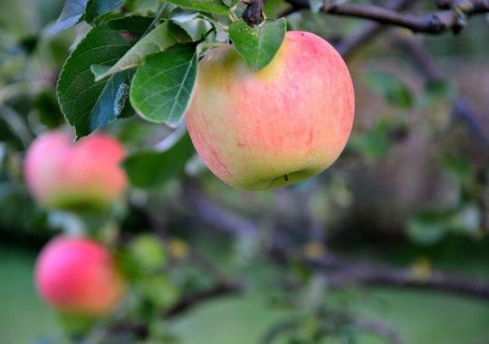 Obstgehölze alte Apfelbaumsorten - Gravensteiner