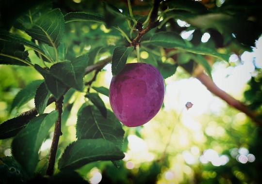 Obstgehölze Pflaumenbaum 