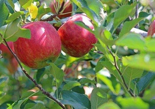 Obstgehölze Apfelbaum Beliebte Sorten