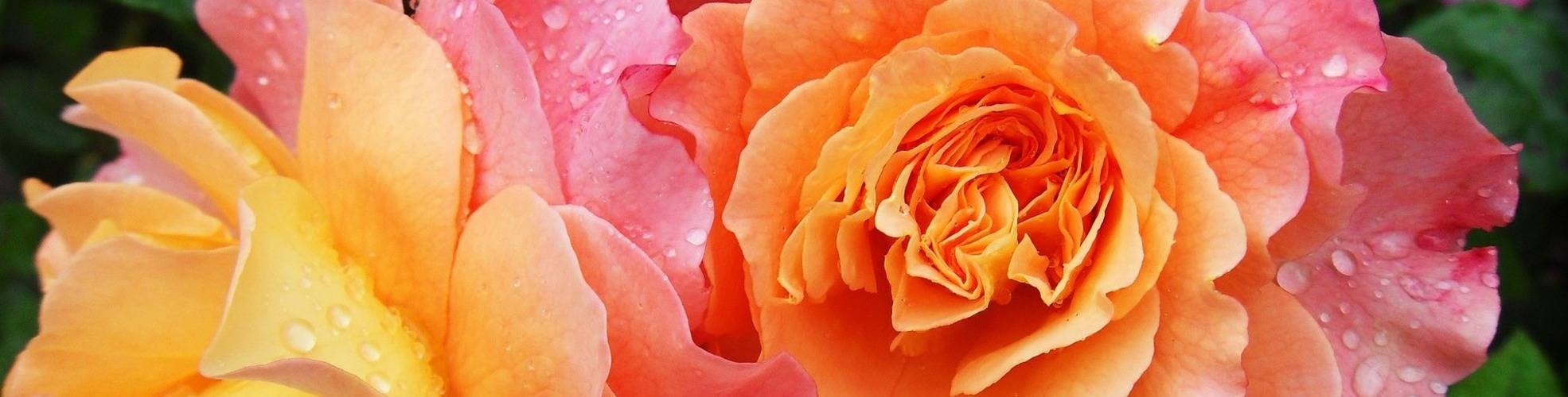 Apricotfarbene Rose Ghislaine de Feligonde'