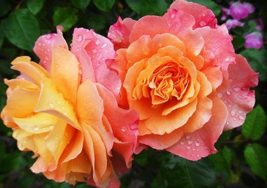 Apricotfarbene Rose 'Ghislaine de Feligonde'