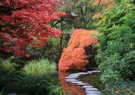 Garten Japanischer Ahorn