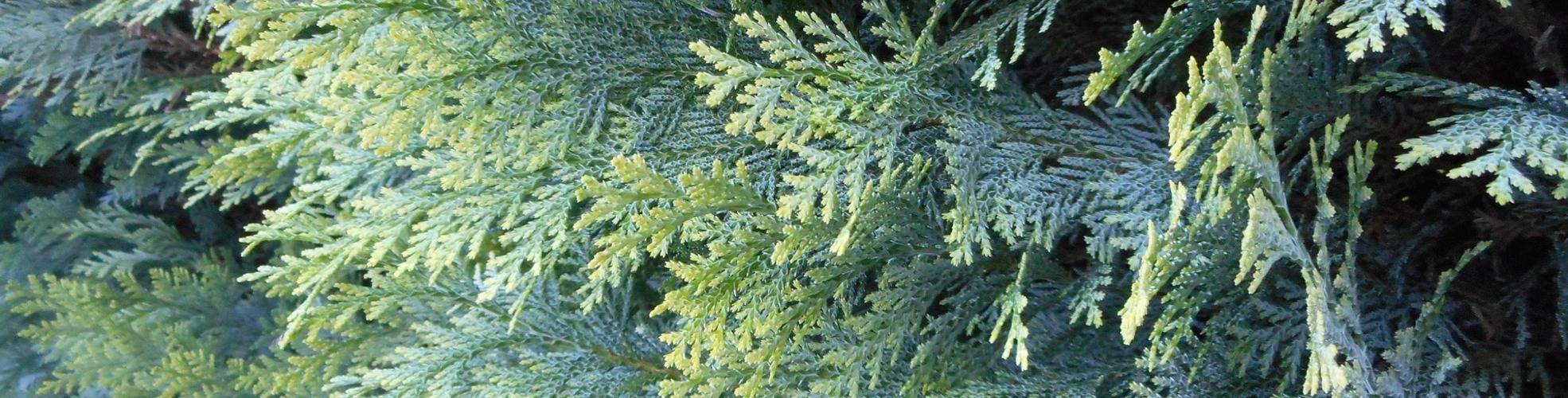 Thuja