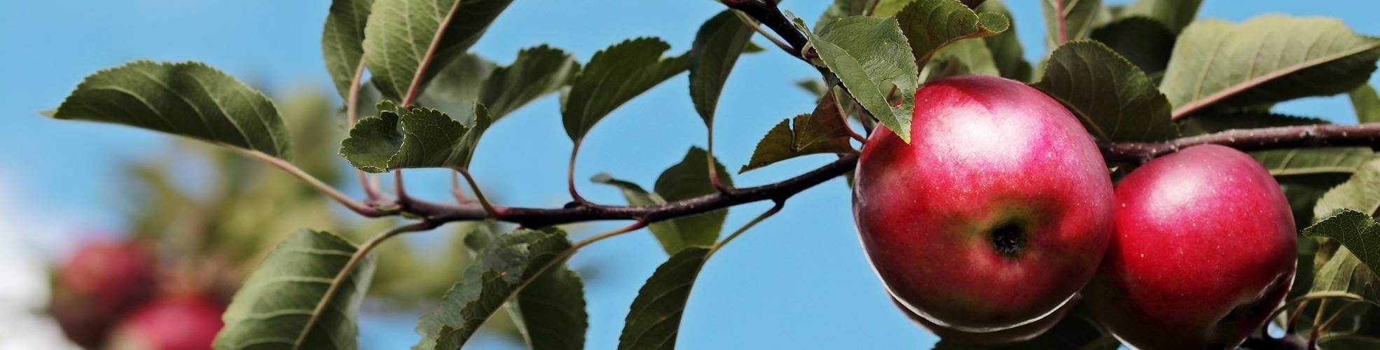Apfelbaum