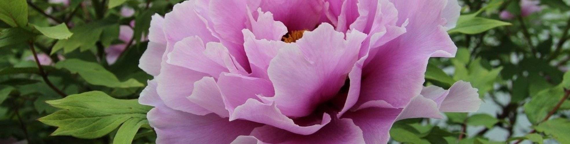 Strauchpfingstrose rose