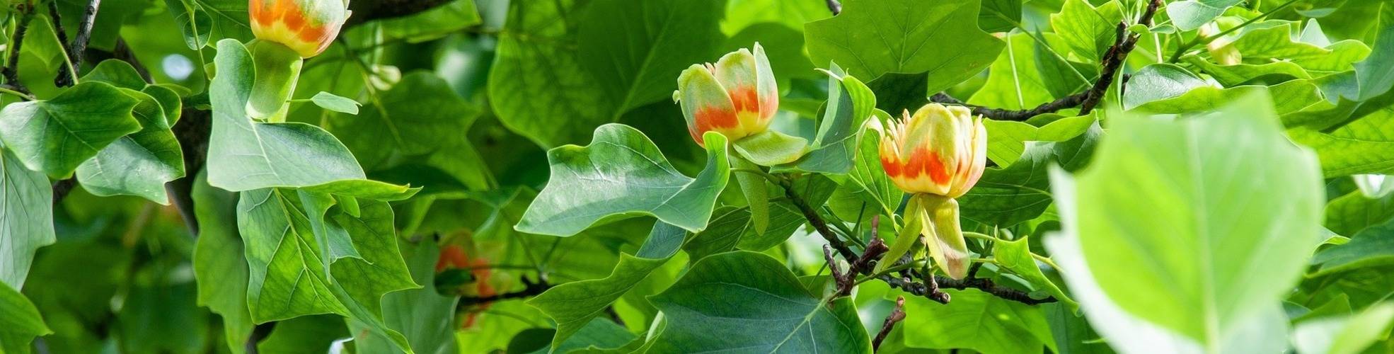 Tulpenbaum