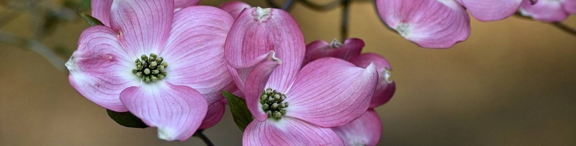 Blumenhartriegel