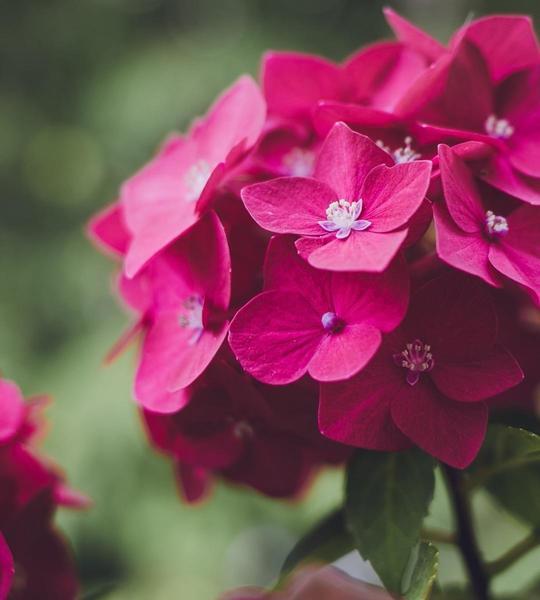 Hortensie