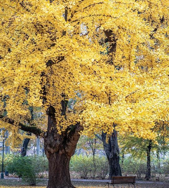Gingko im Herbst