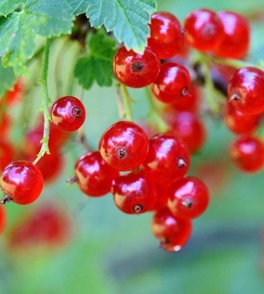 Rote Johannisbeere