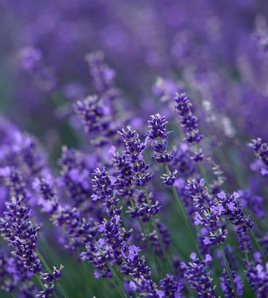 Lavendel