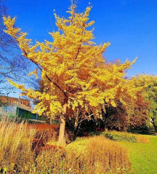 Gingko Herbstfärbung