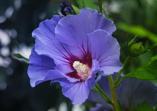 Hibiscus Marina