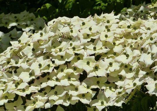 Blumenhartriegel