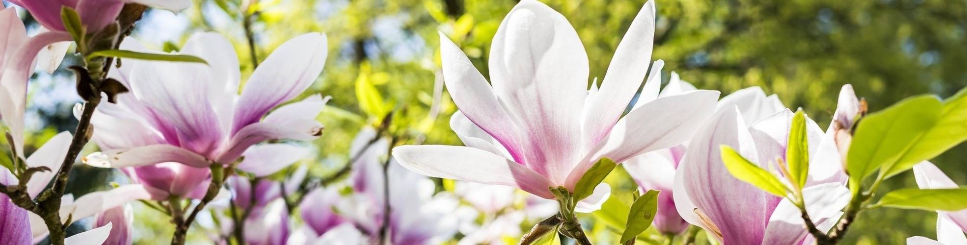 Magnolie