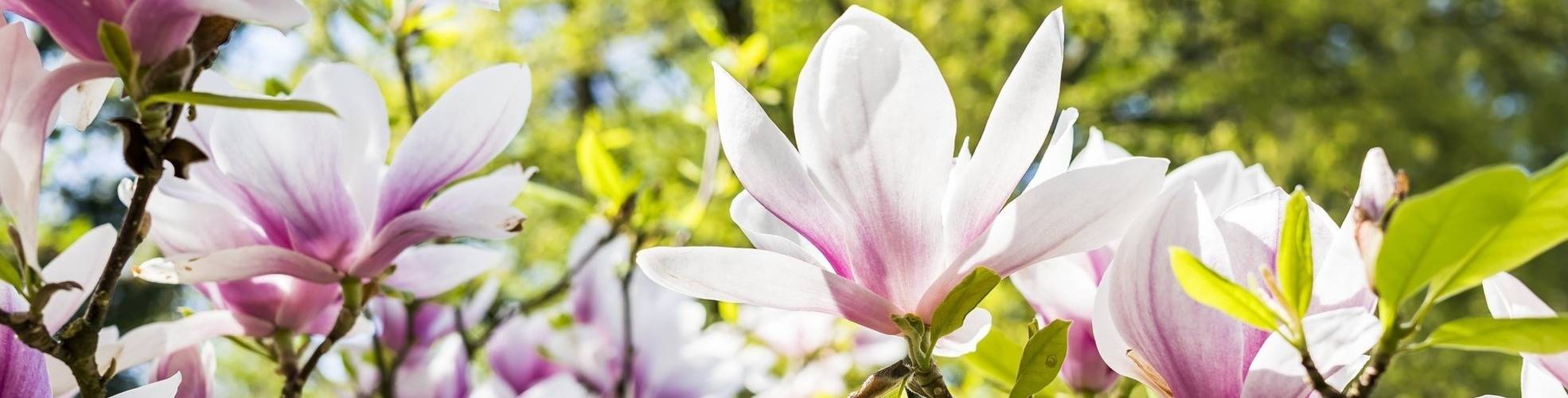 Magnolie
