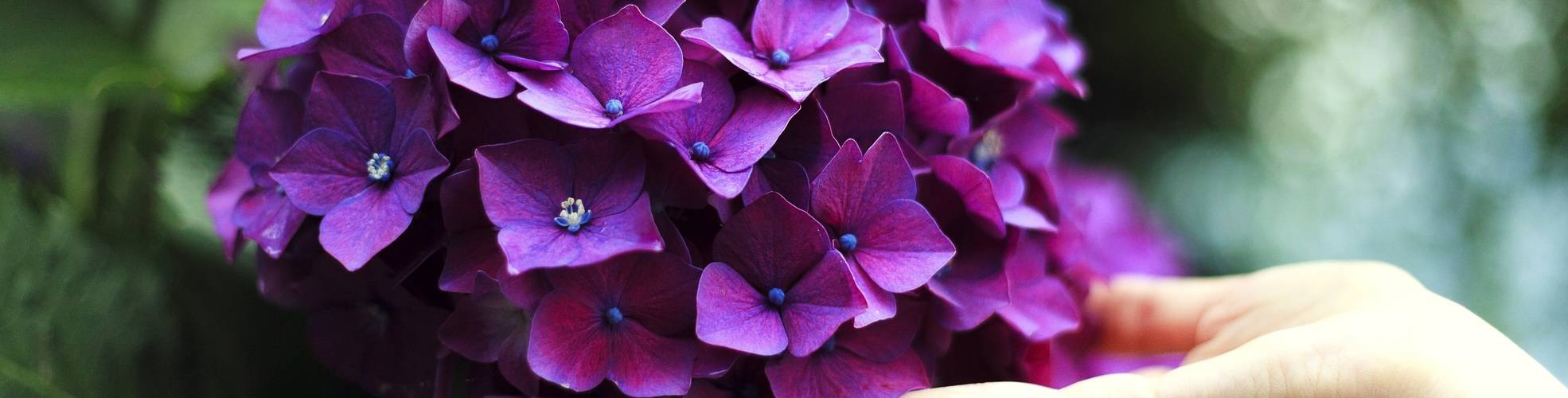 Sommerblüher Hortensie