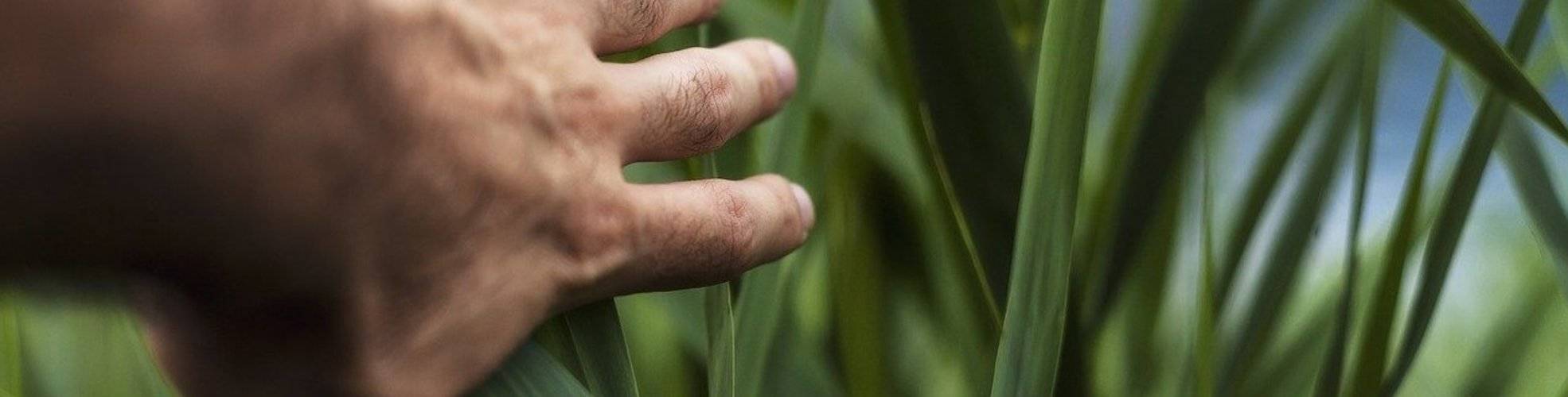Pflanzenpflege I Gartenarbeit 