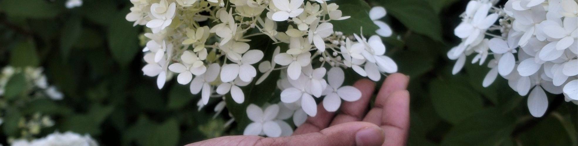 Neuigkeiten für Ihren Garten