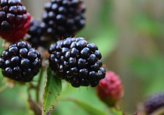 Brombeere