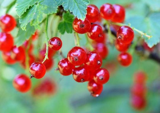 Rote Johannisbeeren