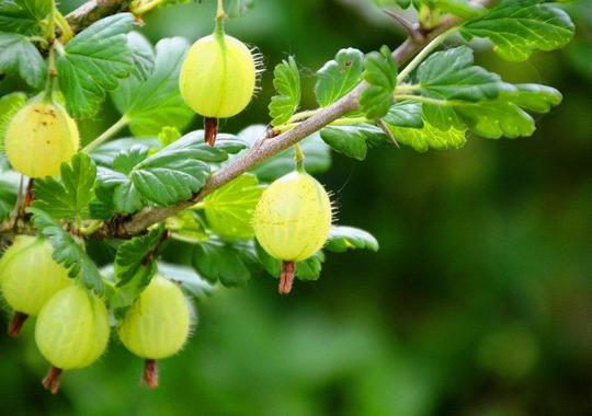 Stachelbeeren