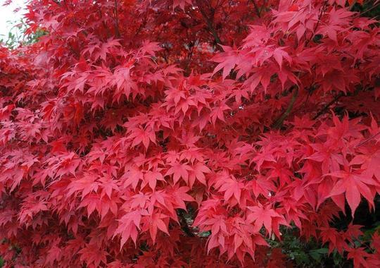 Japanischer Fächerahorn rot