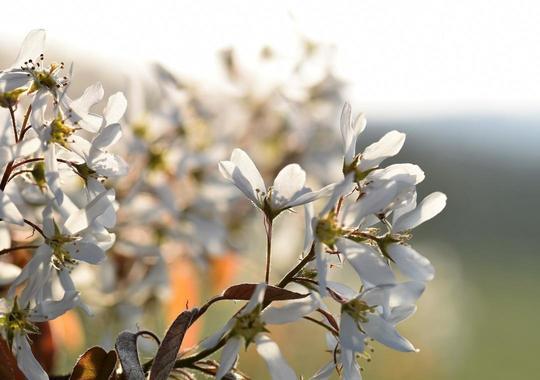 Kupferfelsenbirne in Blüte (April)