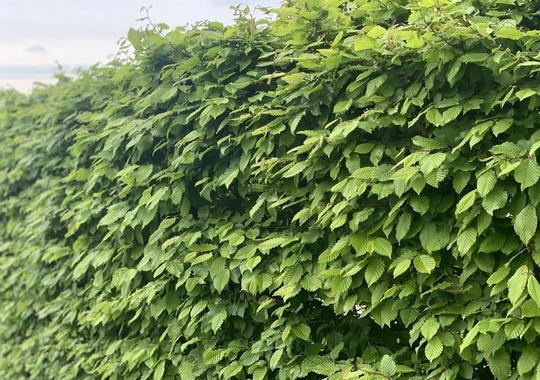 Hainbuchen Hecke