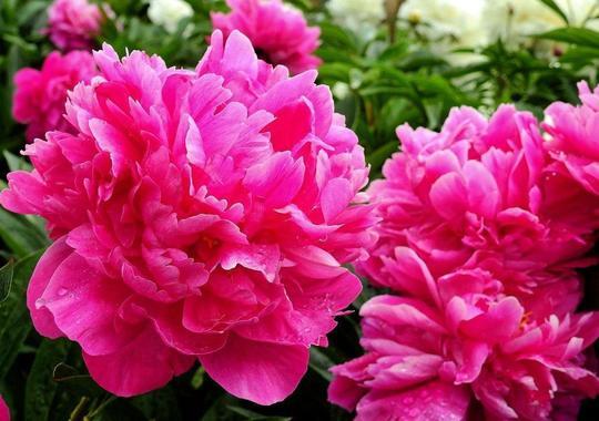 Strauchpfingstrose fuchsia
