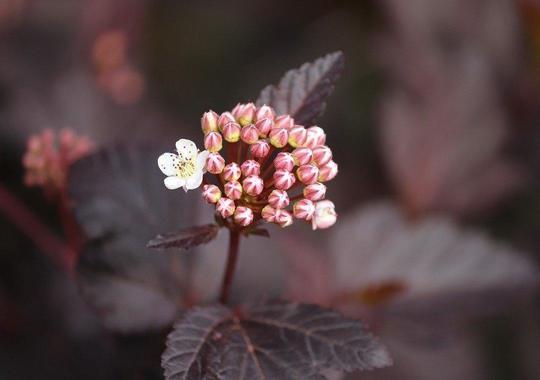 Blasenspiere 'Diabolo'