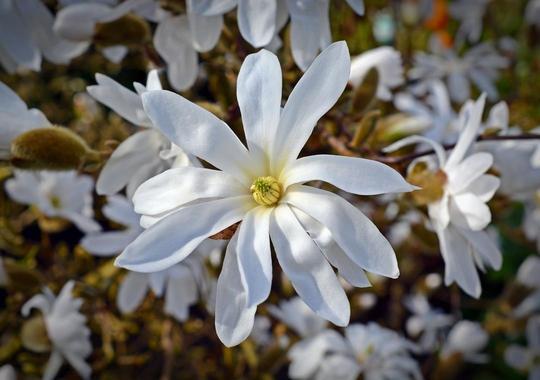 Sternmagnolie