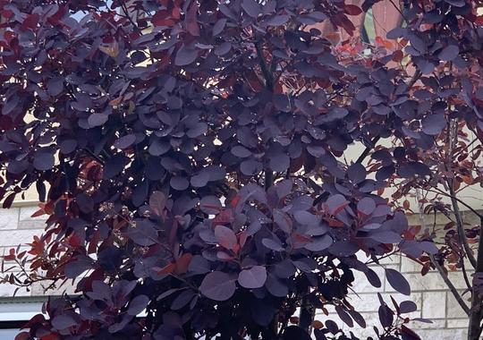 Perückenstrauch 'Royal Purple'