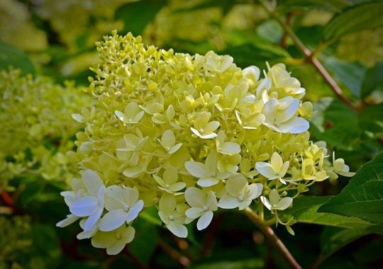 Rispenhortensie Limelight