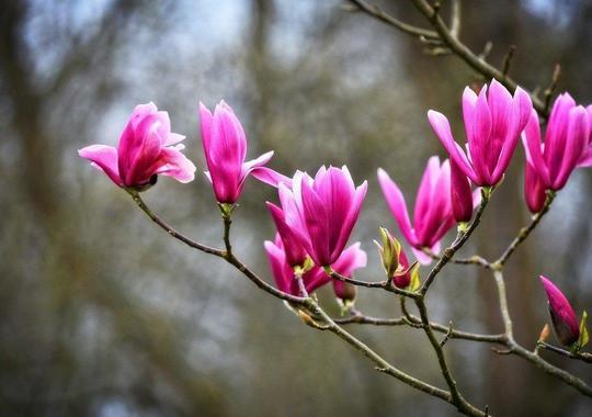 Purpur-Magnolie