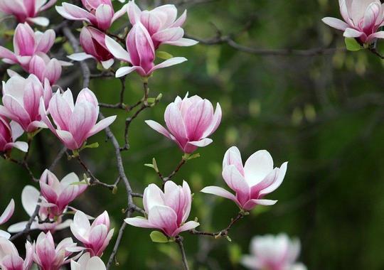 Tulpenmagnolie