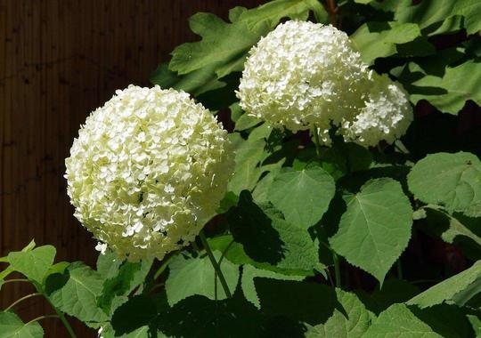 Ball-Hortensie Annabelle