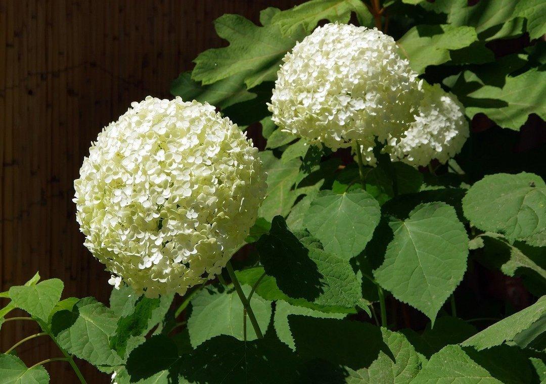 Sommerblüher im Garten - Blumenhartriegel Hortensie vom Pfingstrose, in Mahdhof Böbingen und