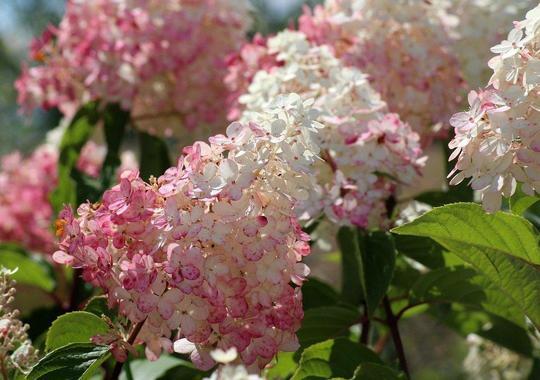 Rispen-Hortensie Pinky Winky