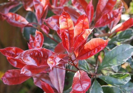 Photinia Red Robin mit rotem Laubaustrieb