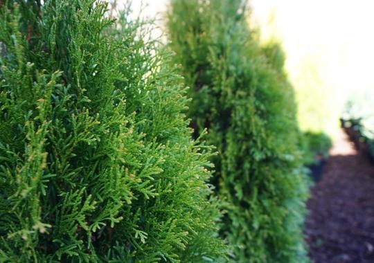 Thuja Smaragd als Hecke