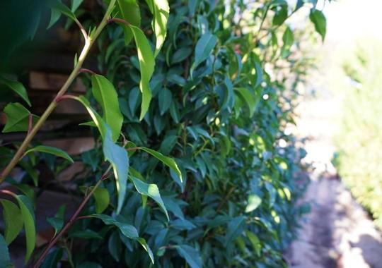 Portugiesischer Lorbeer als immergrüne Hecke