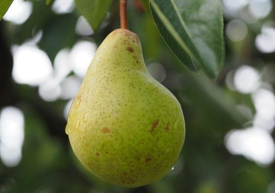 Obstgehölze Birnenbaum - 'Novembra'
