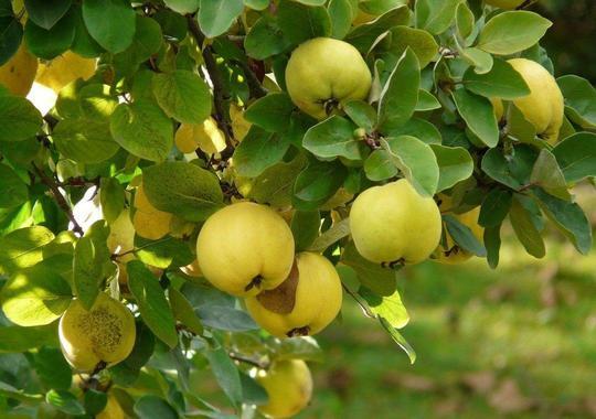 Obstgehölze Quitten